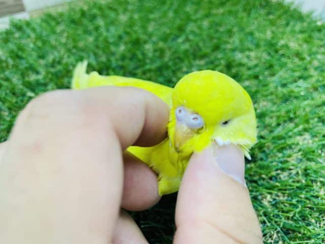 ジャンボセキセイインコ