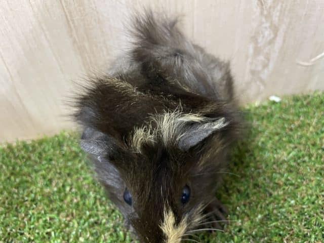 アビシニアンモルモット