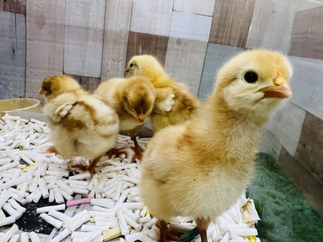 ボリスブラウン