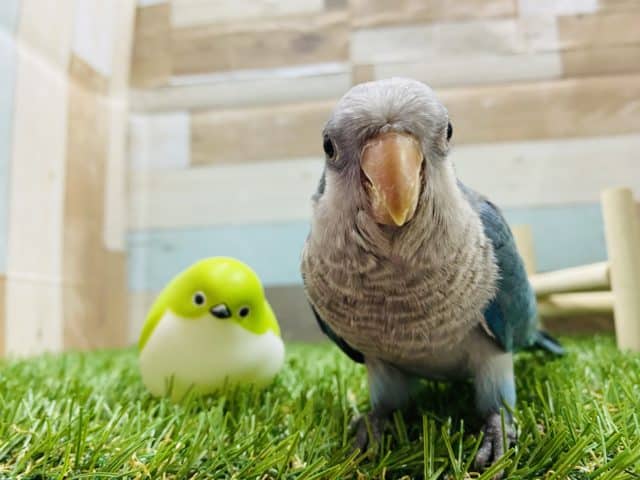 オキナインコ