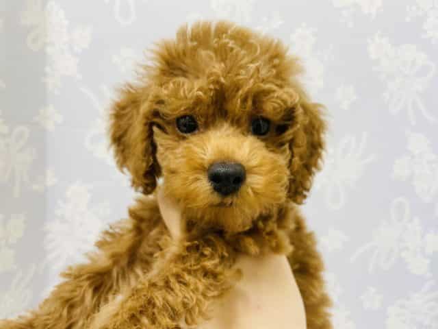 トイプードル
