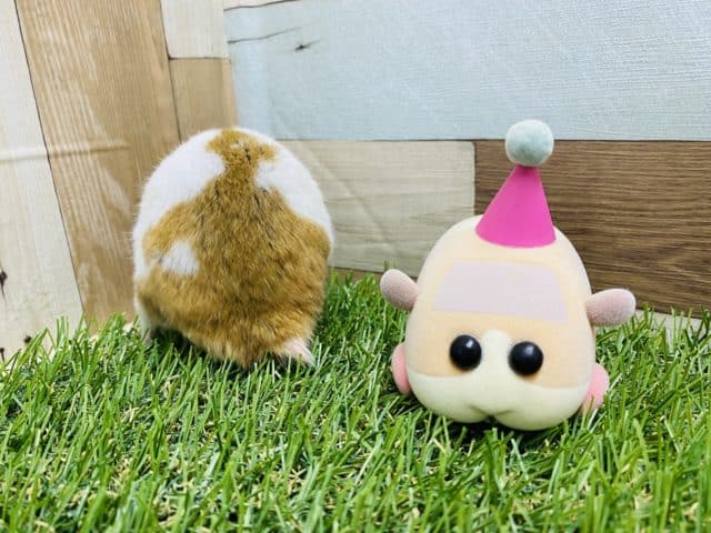 ゴールデンハムスター