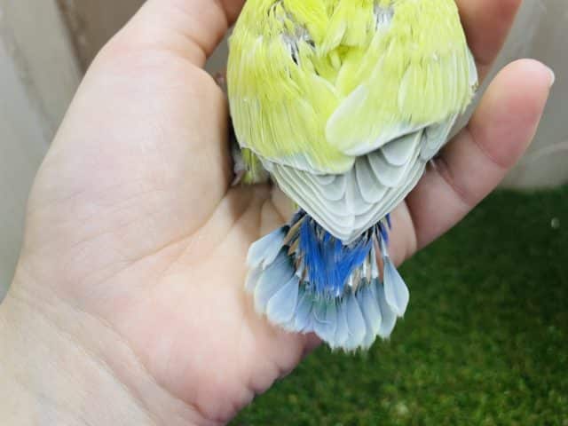 コザクラインコ（小桜インコ）