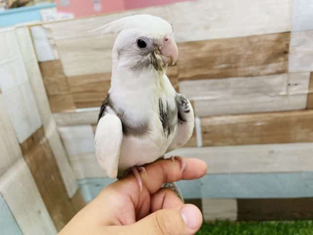 オカメインコ
