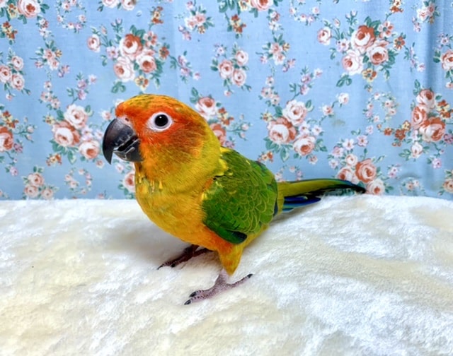 コガネメキシコインコ