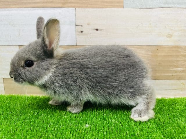 ミニウサギ