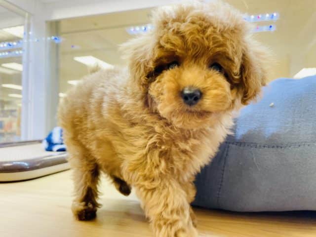 トイプードル