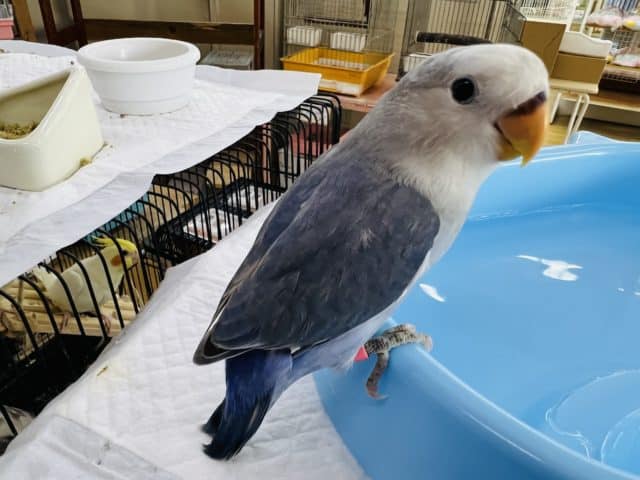 コザクラインコ（小桜インコ）