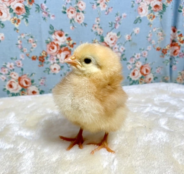 ボリスブラウン