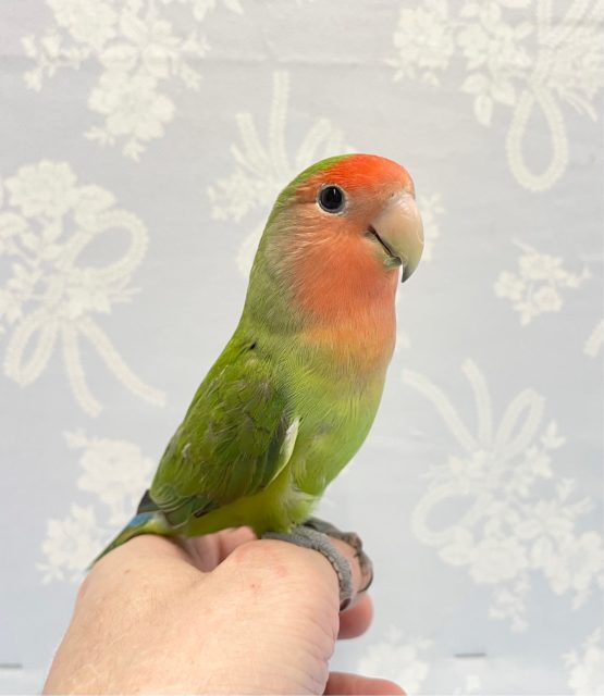 まっ顔💛コザクラインコ(ノーマル) 2022年6月生まれ コザクラインコ(小桜インコ)