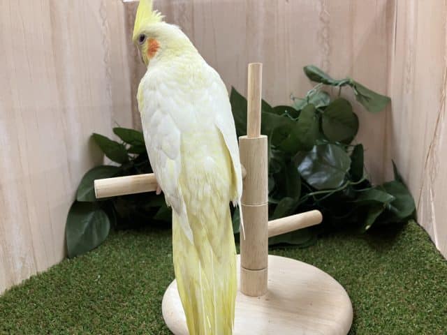 オカメインコ