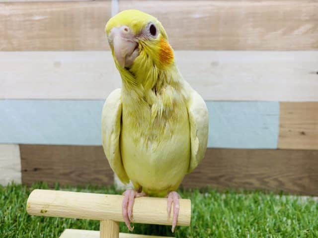 オカメインコ