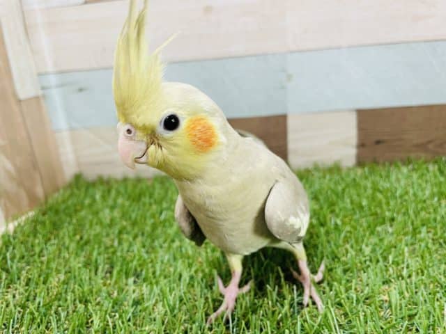 オカメインコ