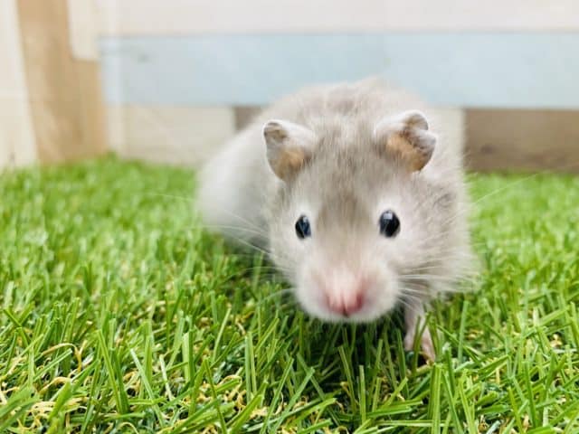 白い縁取り!!人気の高いセーブルハムスター男の子やって来ました♪ ゴールデンハムスター