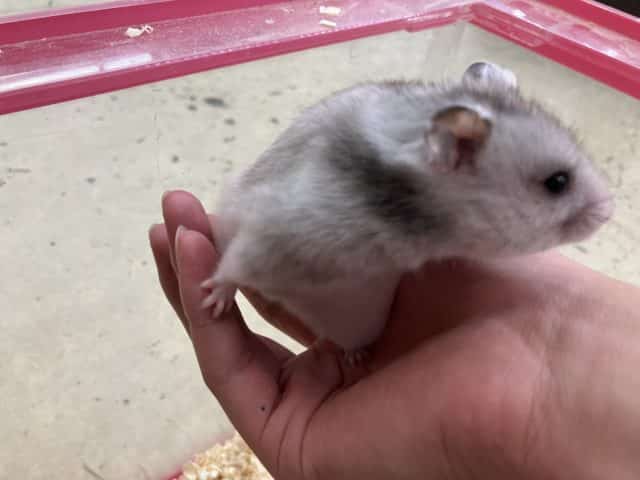 ゴールデンハムスター