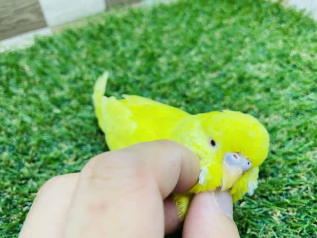 ジャンボセキセイインコ