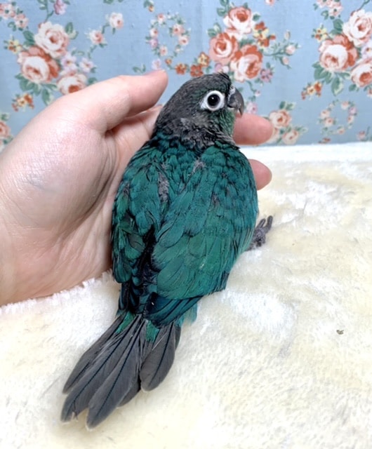ホオミドリウロコインコ