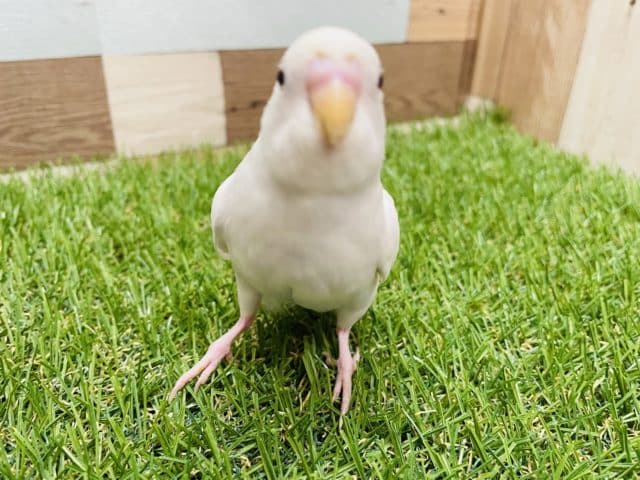 セキセイインコ