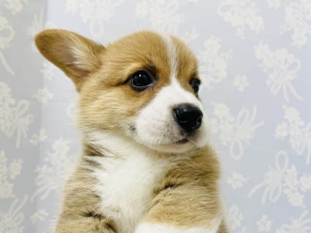 ウェルシュコーギー・ペンブローグ