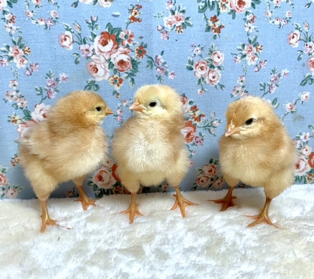 ボリスブラウン