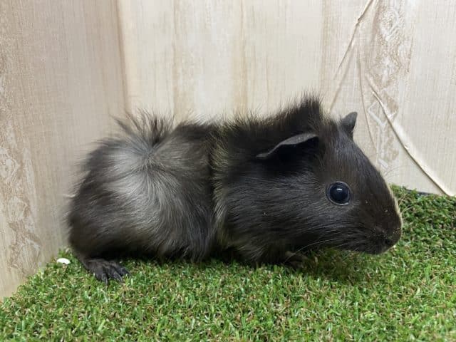 アビシニアンモルモット
