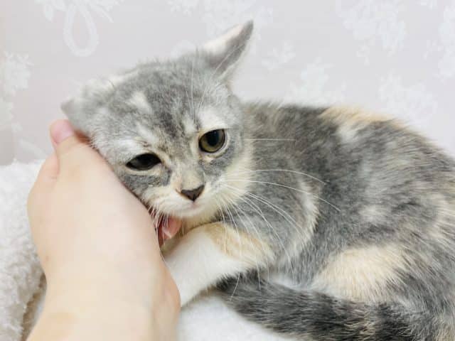 アメリカンカール