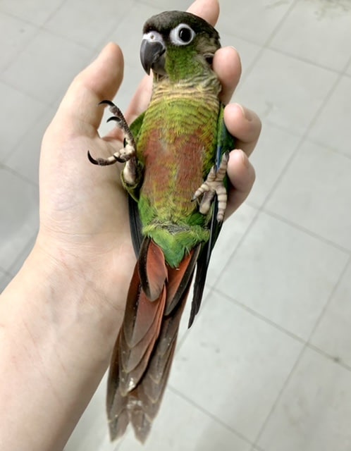 ホオミドリウロコインコ