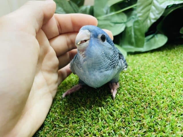 サザナミインコ