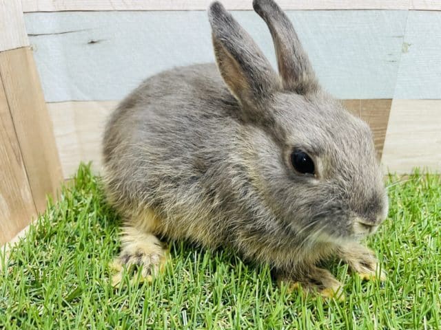 ミニウサギ