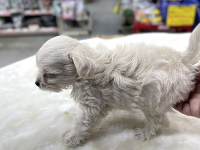 甘えんぼチワプーくん♡2022年6月5日生まれ 男の子 チワプー