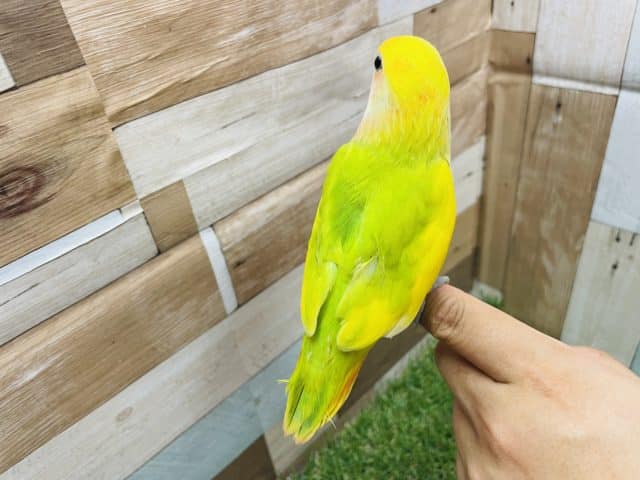 コザクラインコ（小桜インコ）