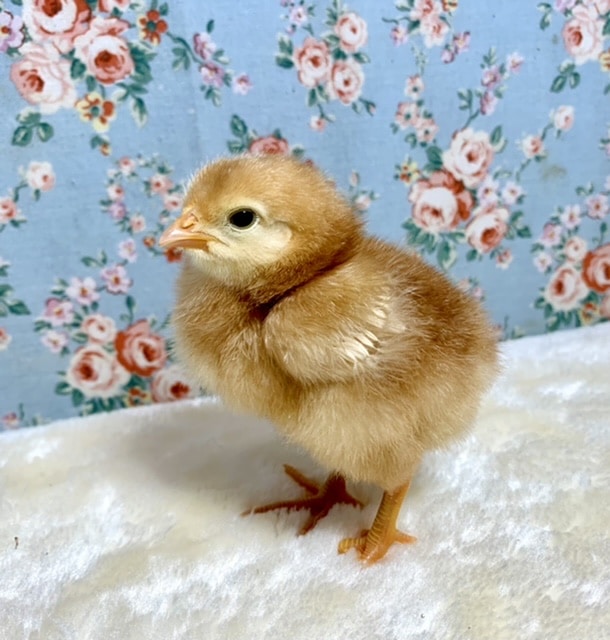 ボリスブラウン