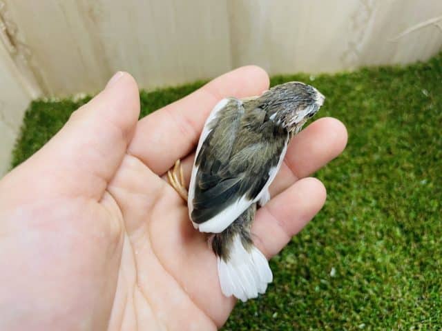 十姉妹（ジュウシマツ）