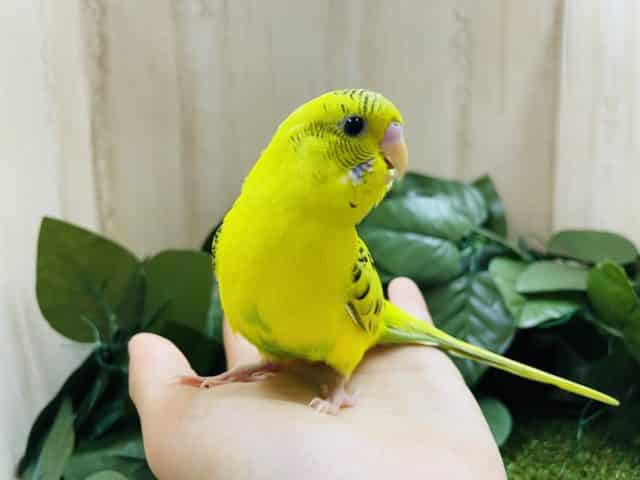 セキセイインコ