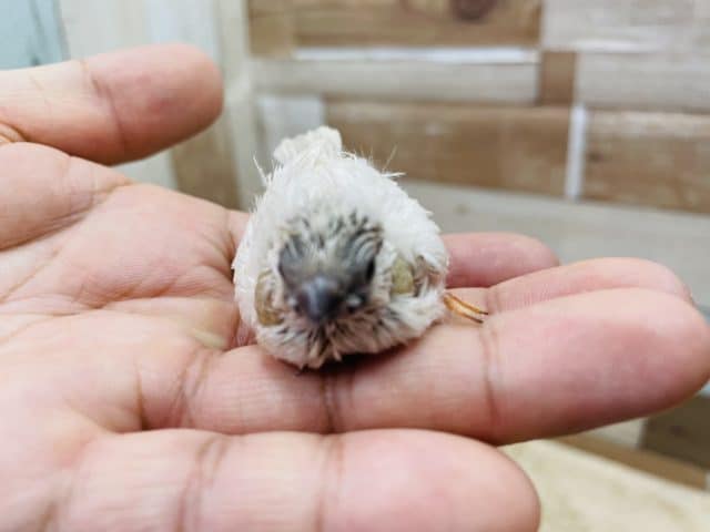 錦花鳥（キンカチョウ）