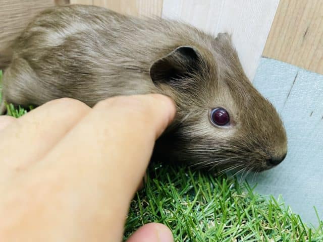 イングリッシュモルモット