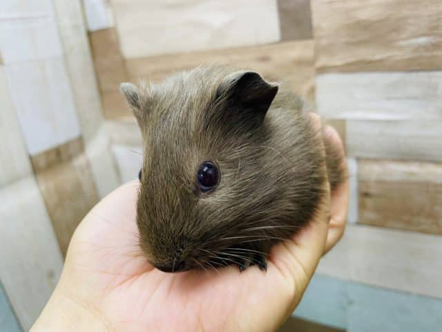 イングリッシュモルモット