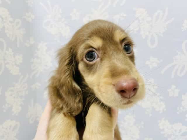 かまってよ鳴きが止まらない♪ダックスくん! ミニチュアダックス