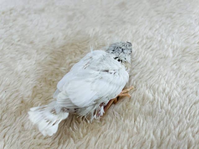 錦花鳥（キンカチョウ）