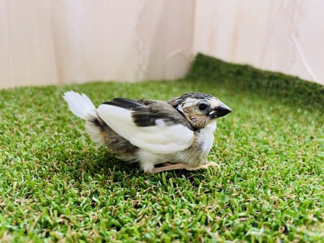 十姉妹（ジュウシマツ）