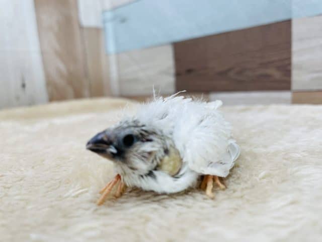 錦花鳥（キンカチョウ）