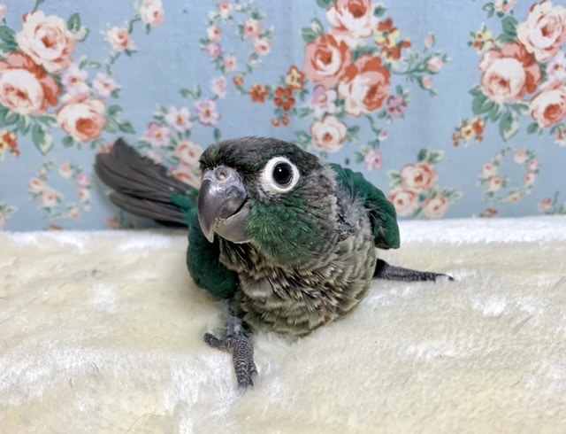 ホオミドリウロコインコ