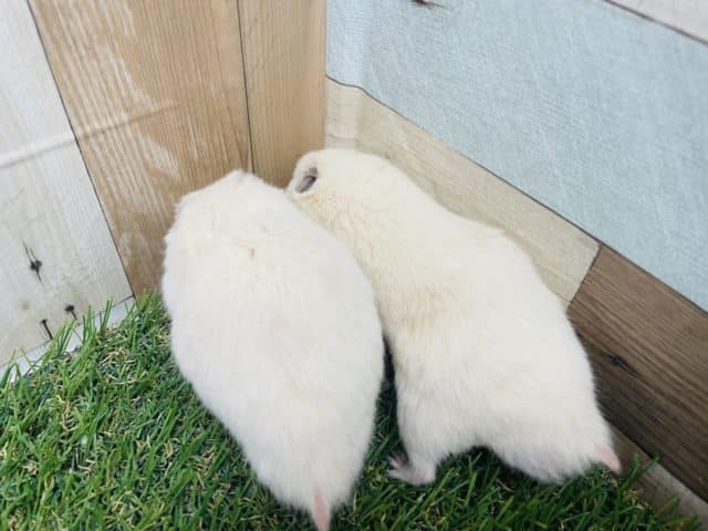 ゴールデンハムスター