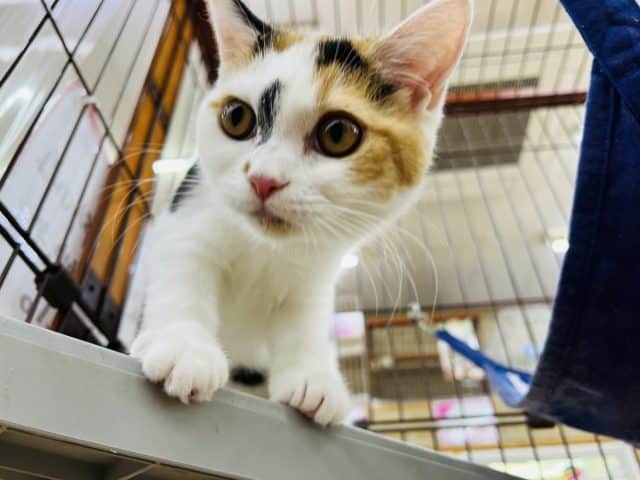 スコティッシュフォールド