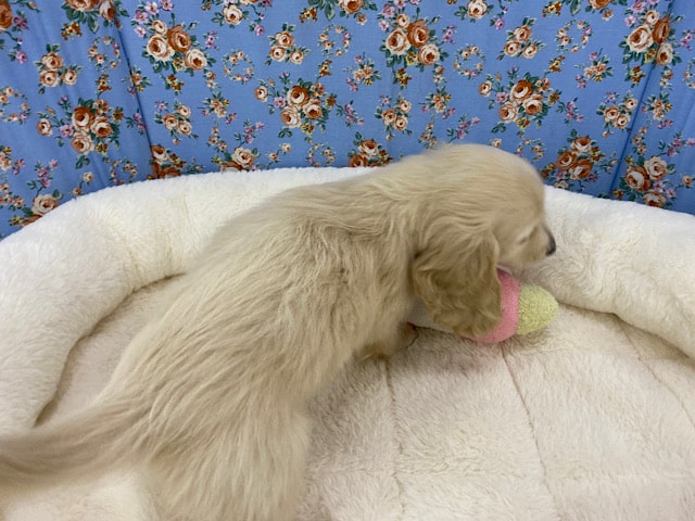 ミニチュアダックス