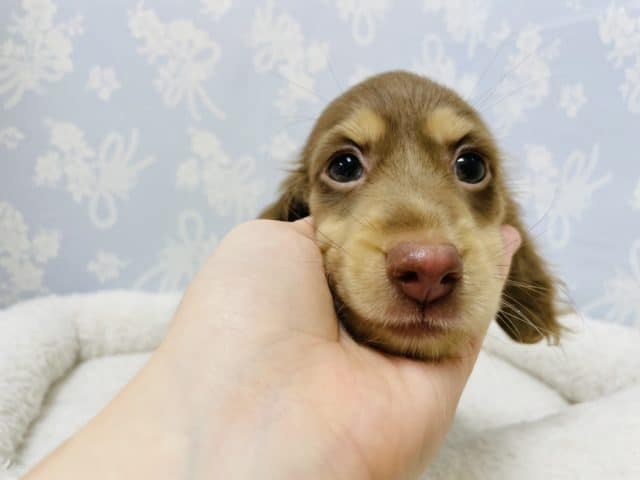 ミニチュアダックス