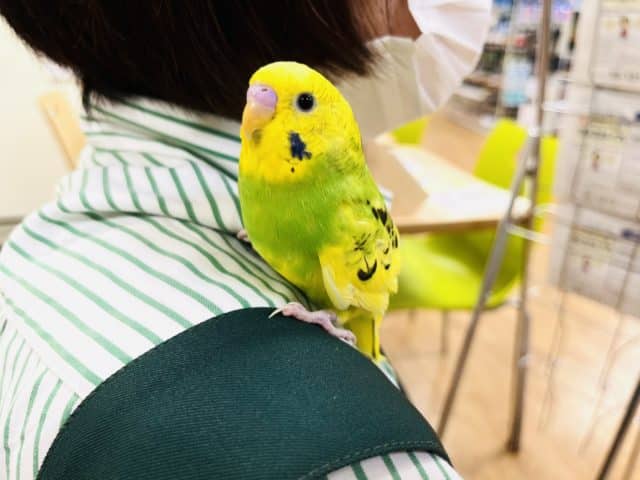 セキセイインコ