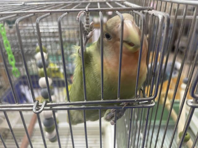 コザクラインコ（小桜インコ）