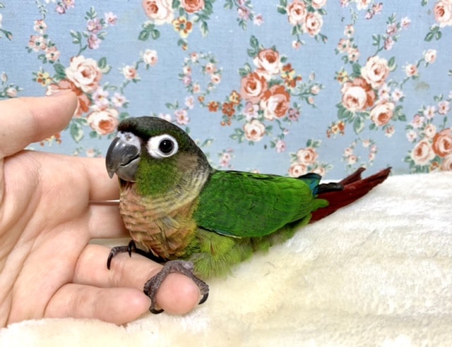 ホオミドリウロコインコ