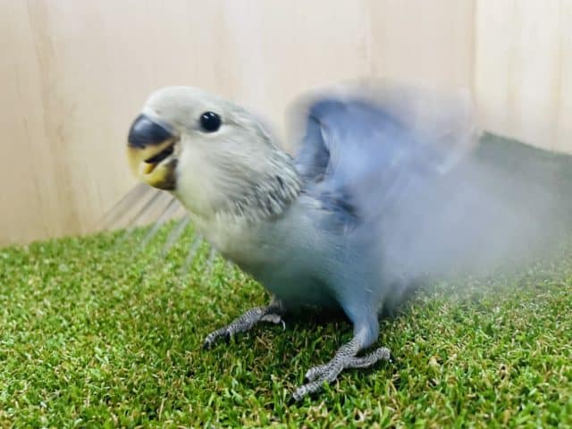 コザクラインコ（小桜インコ）